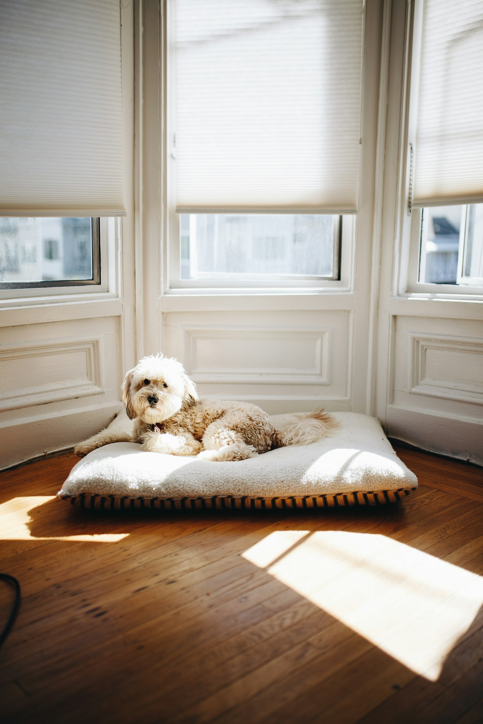 Sunlight through window blinds